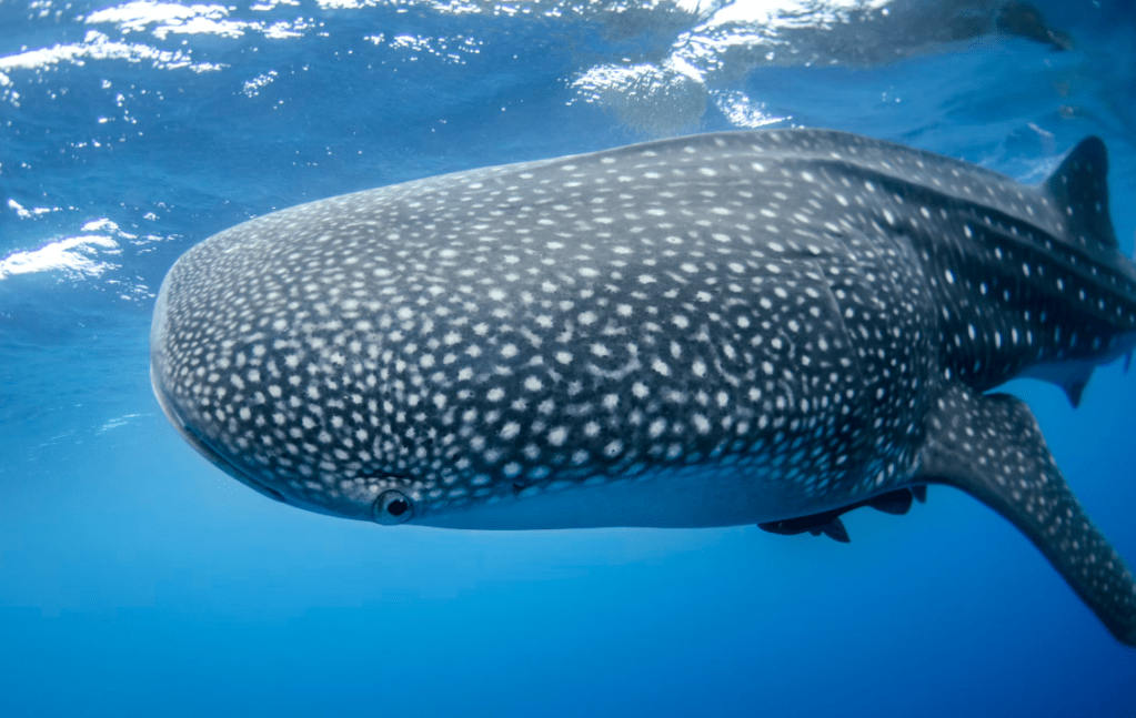 Whale shark watching now suspended in Bohol 