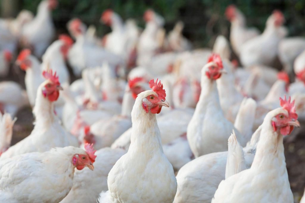 DA lifts import ban on poultry from 6 US states after bird flu&nbsp;containment