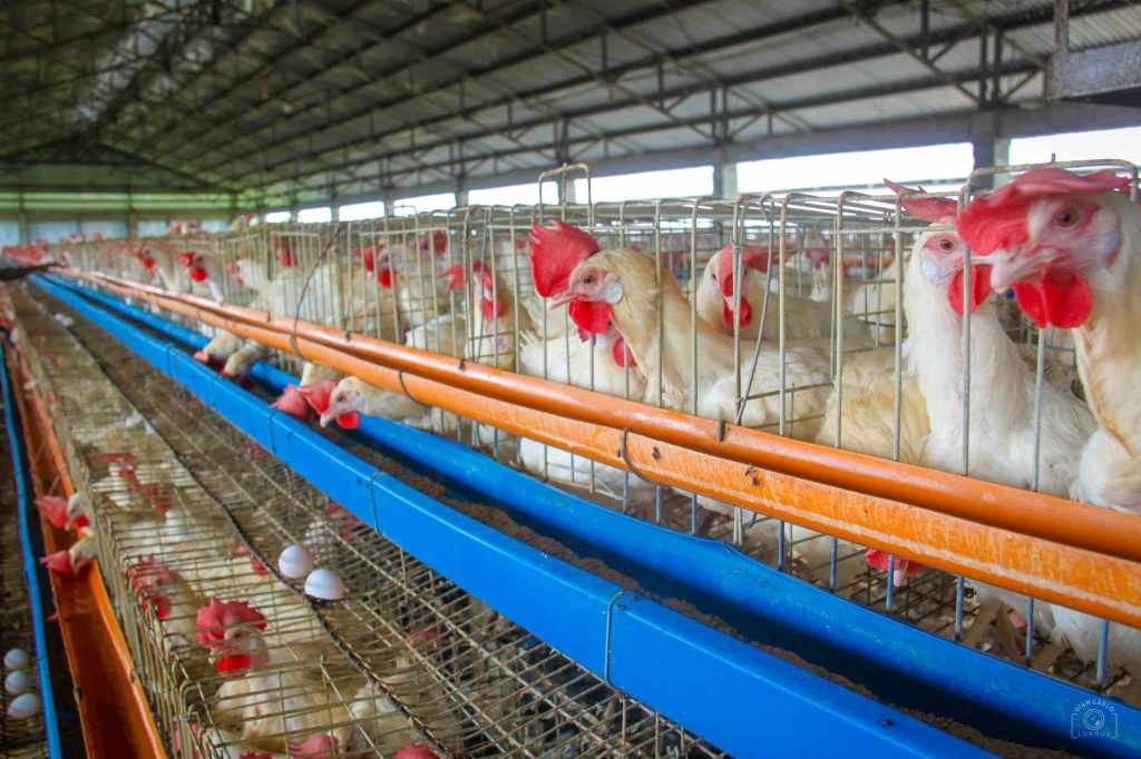 Philippines lifts import ban on poultry products from Japan as bird flu threat&nbsp;ends
