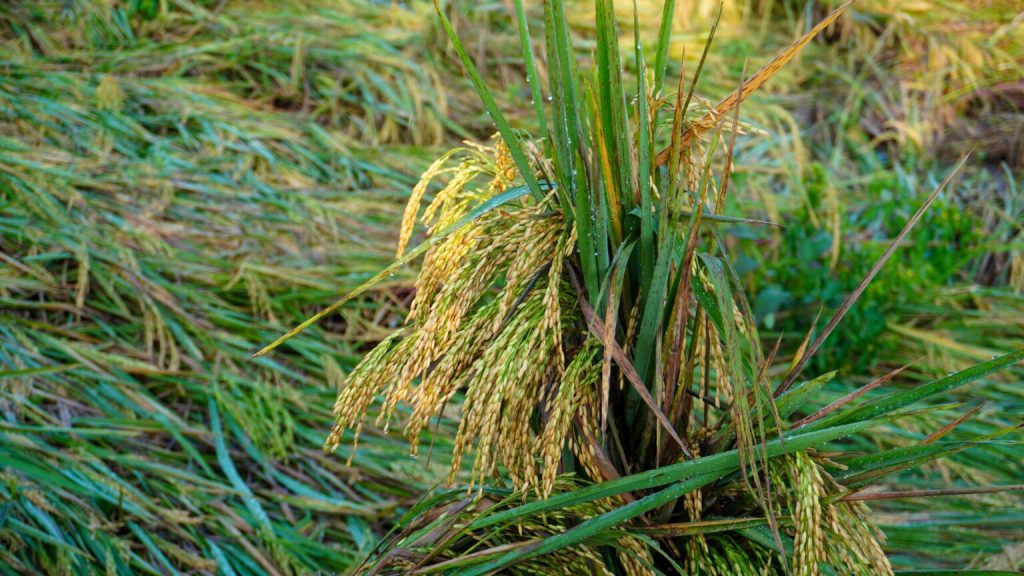 P1.12 billion in agri losses reported due to storms,&nbsp;monsoon—DA