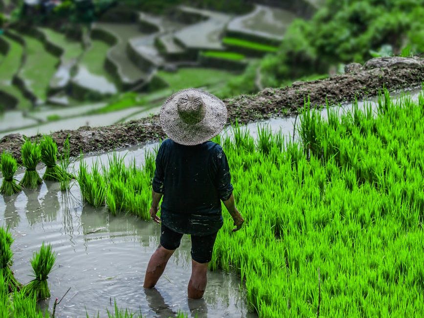 Pangilinan hits red tape in rice procurement, says gov’t favors traders over&nbsp;farmers
