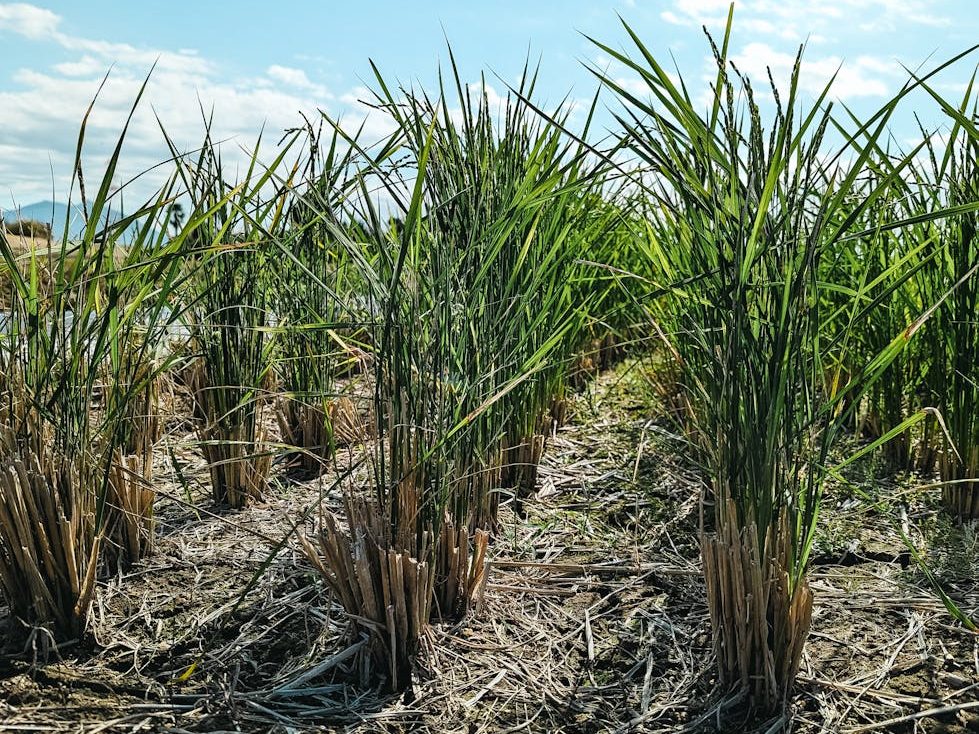 SRA OKs importation of 424k-MT of refined&nbsp;sugar
