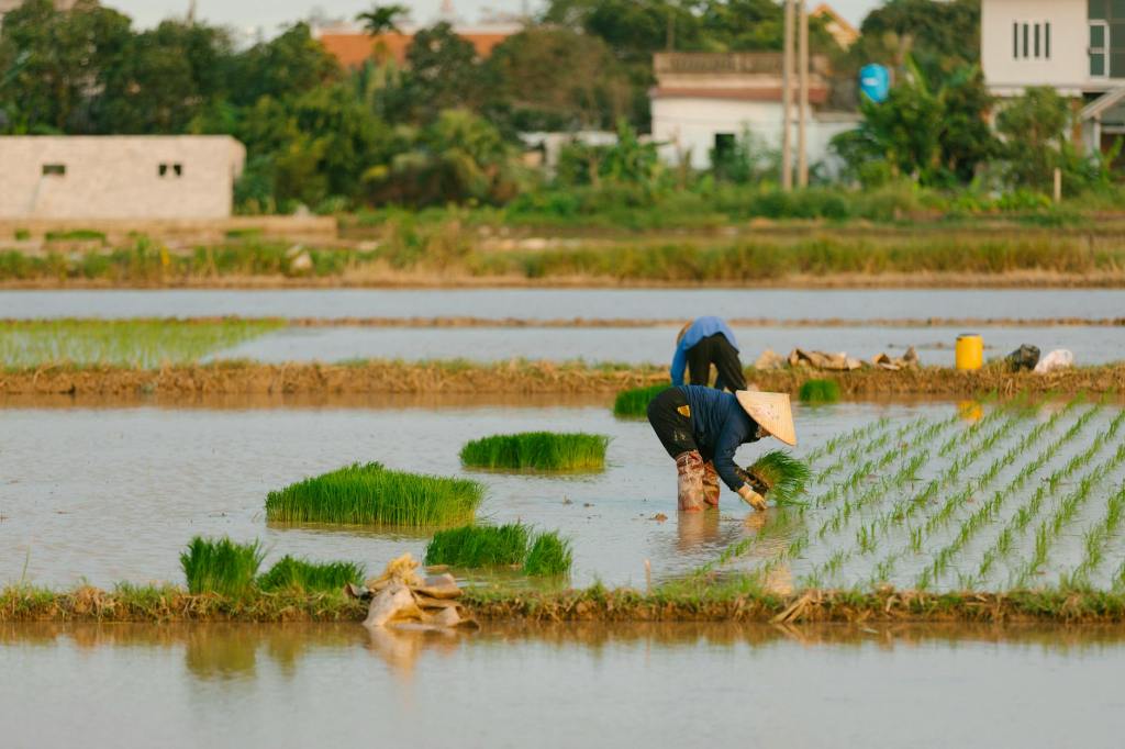 Rice farmers earn more in 2024 despite higher production costs —&nbsp;DA