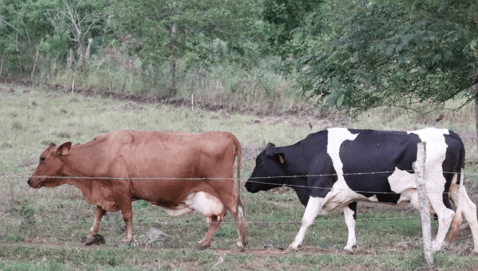Philippines bans cattle, buffalo imports from France, Italy over Lumpy Skin&nbsp;Disease