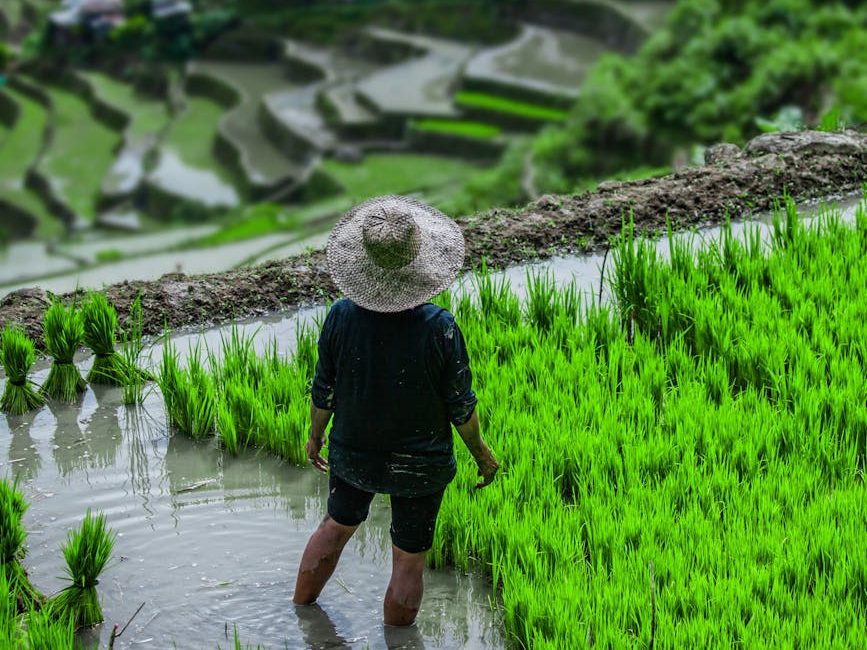 Pangilinan welcomes rice import suspension, urges urgent aid for&nbsp;farmers