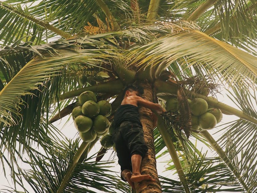 Agri chief backs amendment to coconut trust fund law to boost replanting, farmer&nbsp;welfare