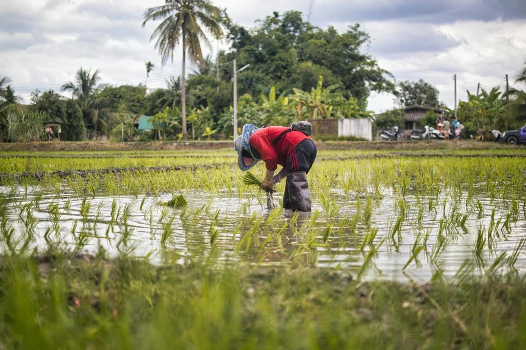 Pangilinan flags diversion of rice fund, cartel control in&nbsp;trade