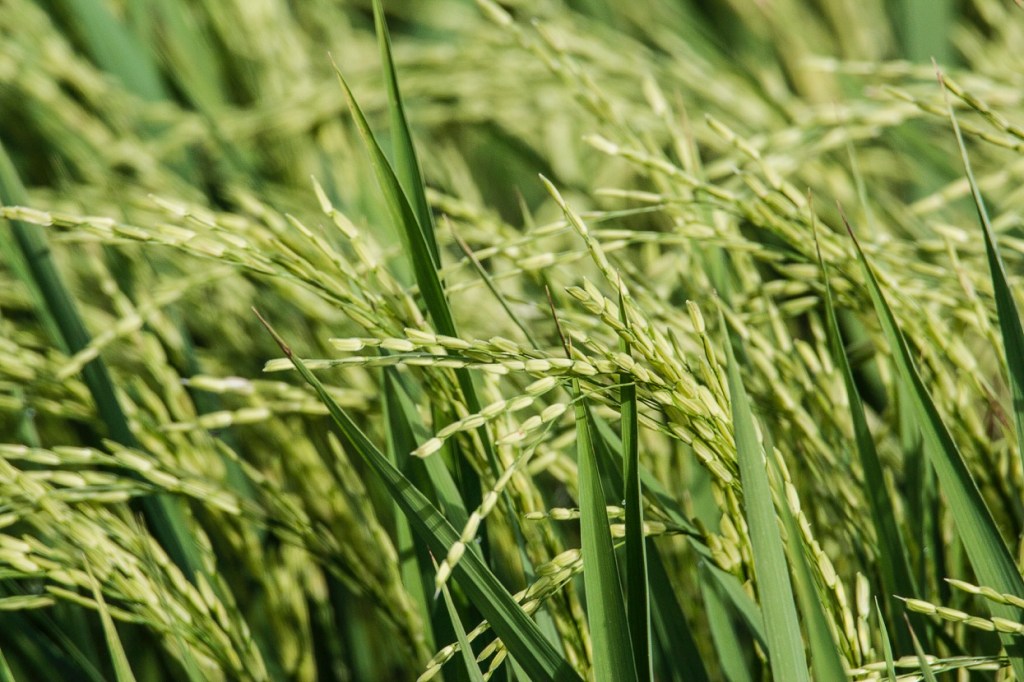 DA lowers 2025 rice output target due to&nbsp;flooding