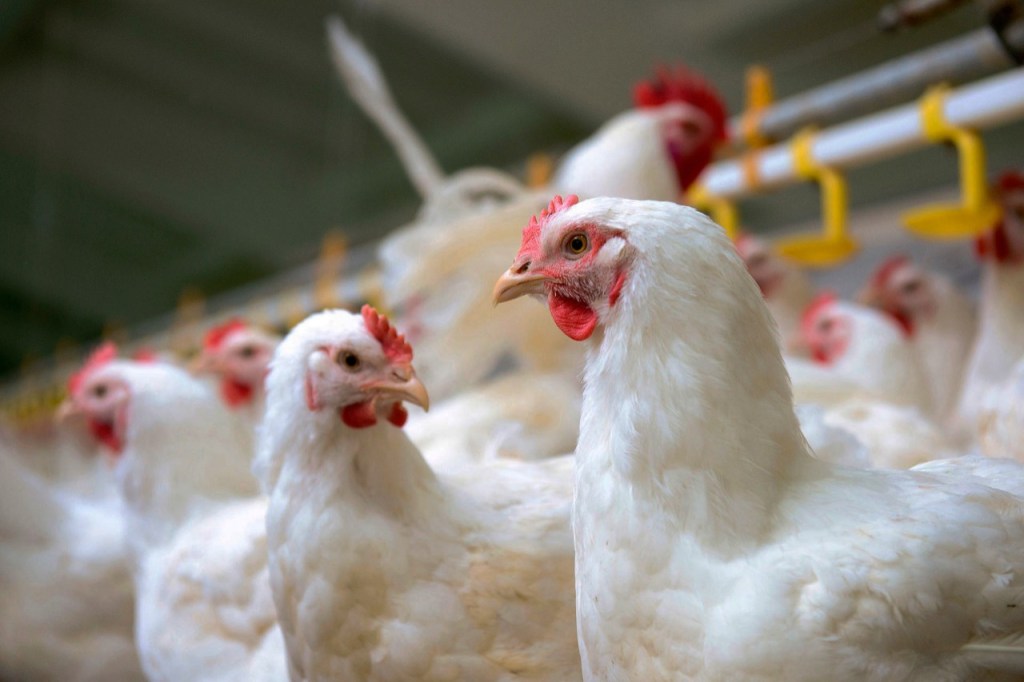 DA lifts import ban on poultry from 6 countries cleared of bird&nbsp;flu