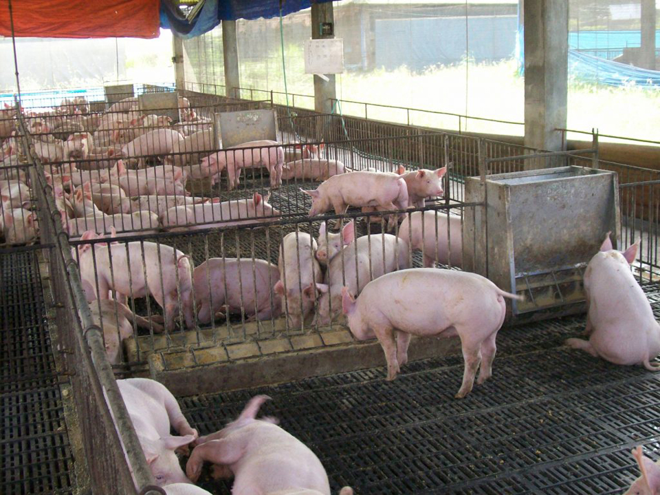 DA issues new rules to prevent African Swine Fever, ensure safe pork&nbsp;imports