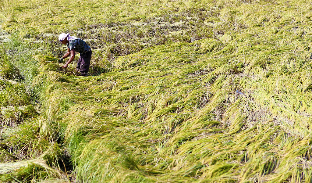 Farmers to receive P251M in insurance payouts after Typhoon&nbsp;Tino