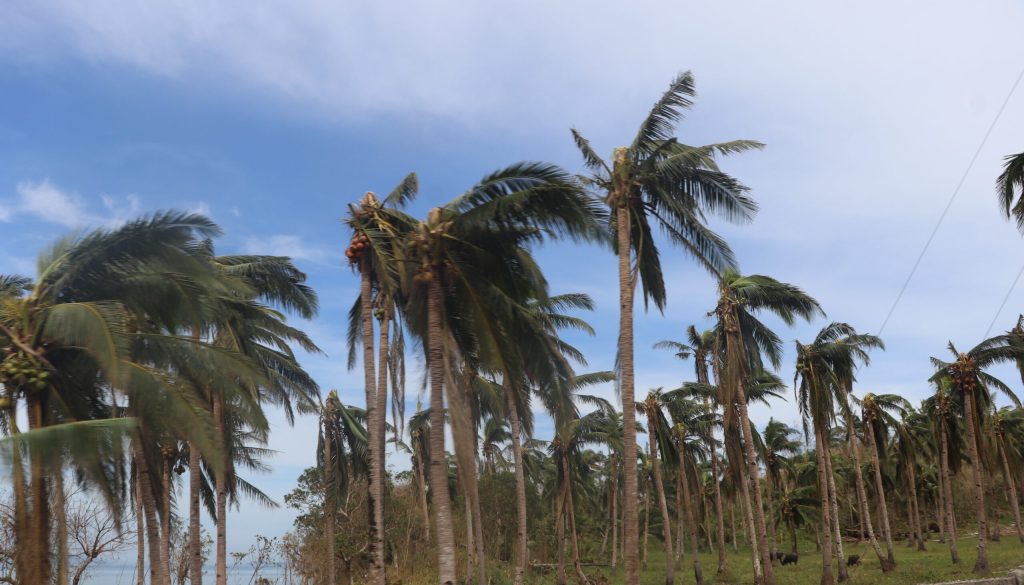 Agriculture sector gets P571-M boost to recover from Typhoons Tino and&nbsp;Uwan