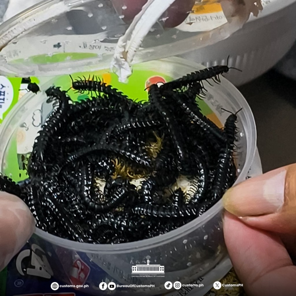 Customs intercepts misdeclared shipment of live millipedes bound for&nbsp;UK
