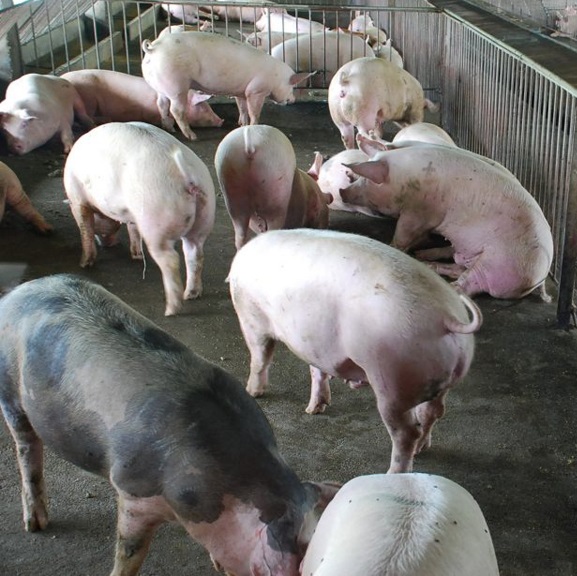 Philippines halts pork, live pig imports from Taiwan amid ASF&nbsp;scare