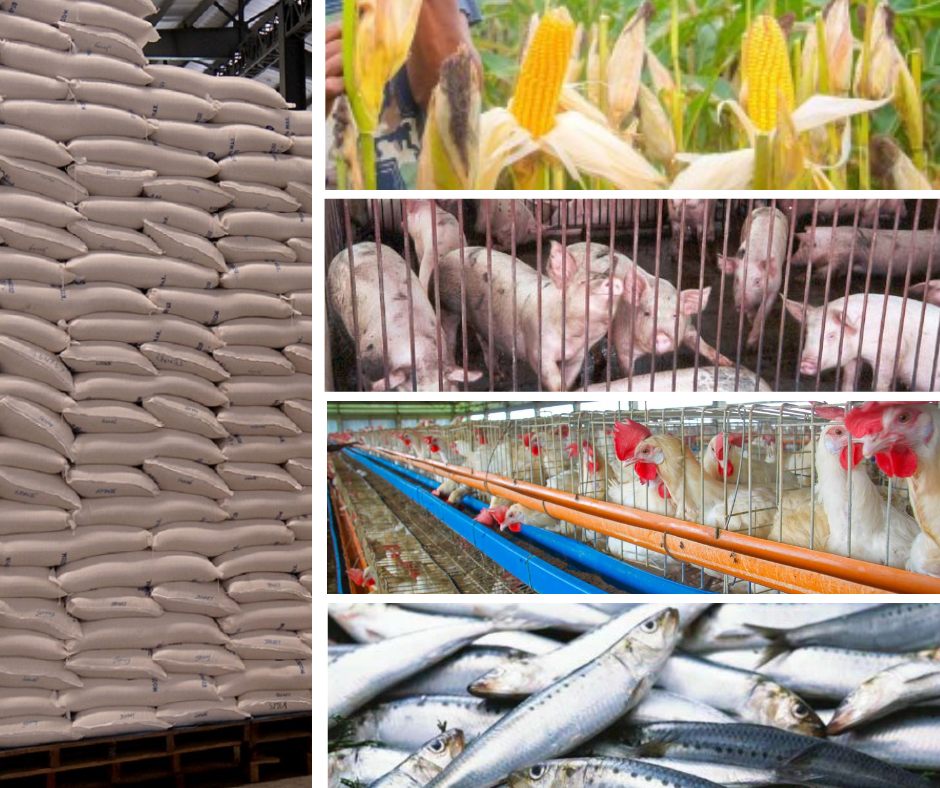 Philippine agricultural output rises to P1.77 trillion in 2025 amid climate challenges