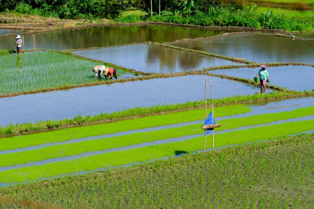 Agri growth up, Pangilinan hails policies backing&nbsp;farmers