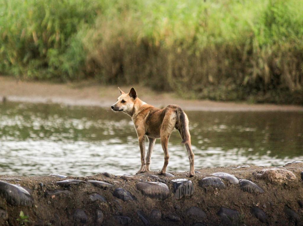 Kiko backs push for strengthened Animal Welfare Act, stricter penalties vs animal&nbsp;abusers