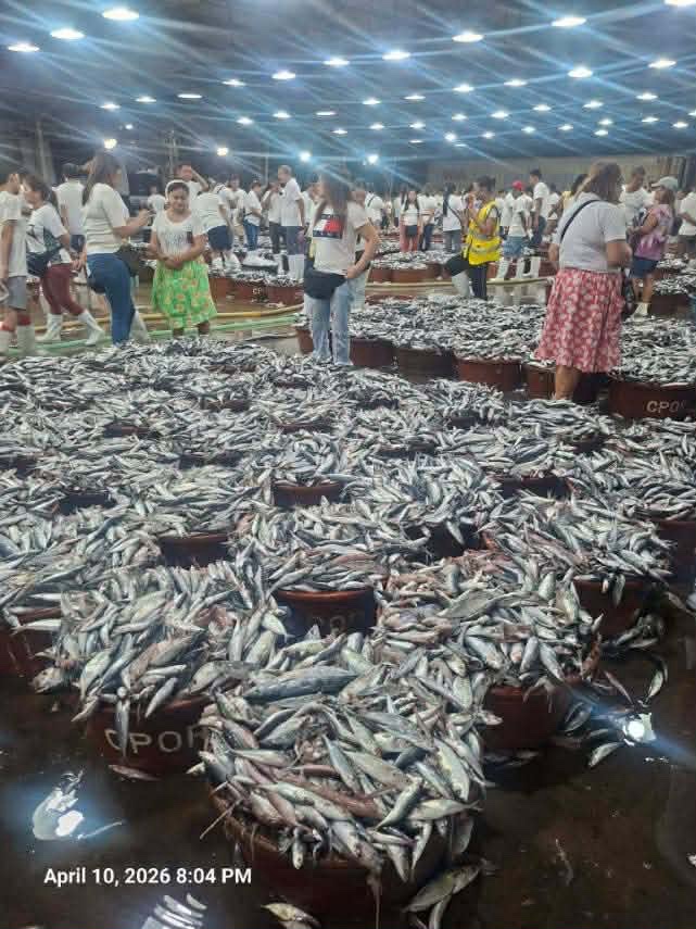 Navotas fish port logs spike in galunggong arrivals amid peak season&nbsp;rebound