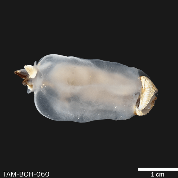 Bohol’s ‘antingaw’ among finalists for International Mollusc of the&nbsp;Year