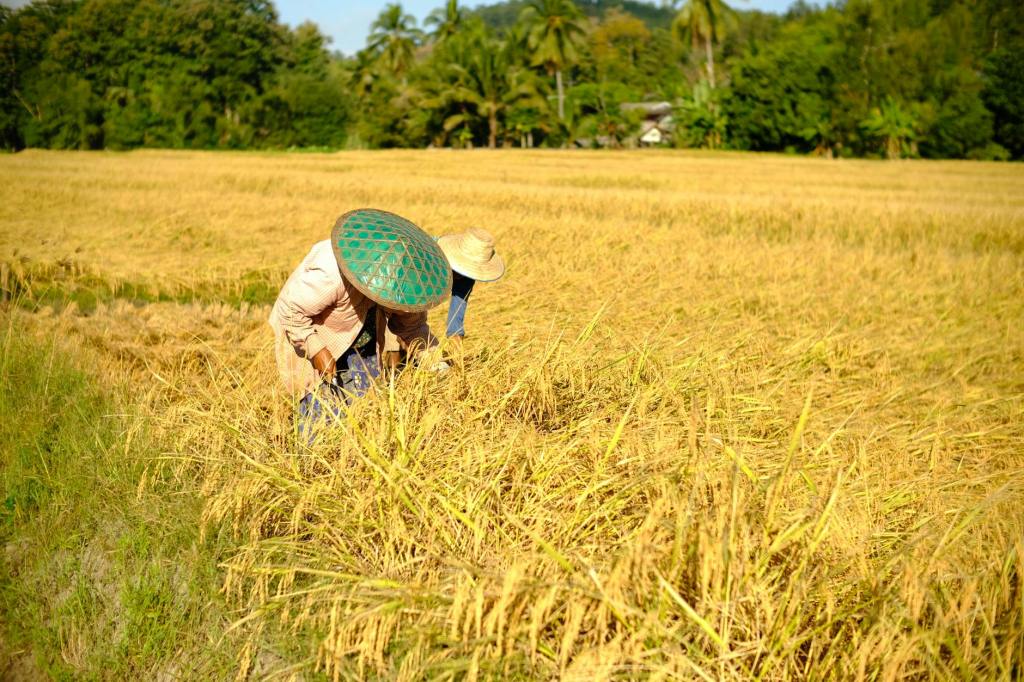 DA steps up market interventions as palay prices weaken in key&nbsp;provinces