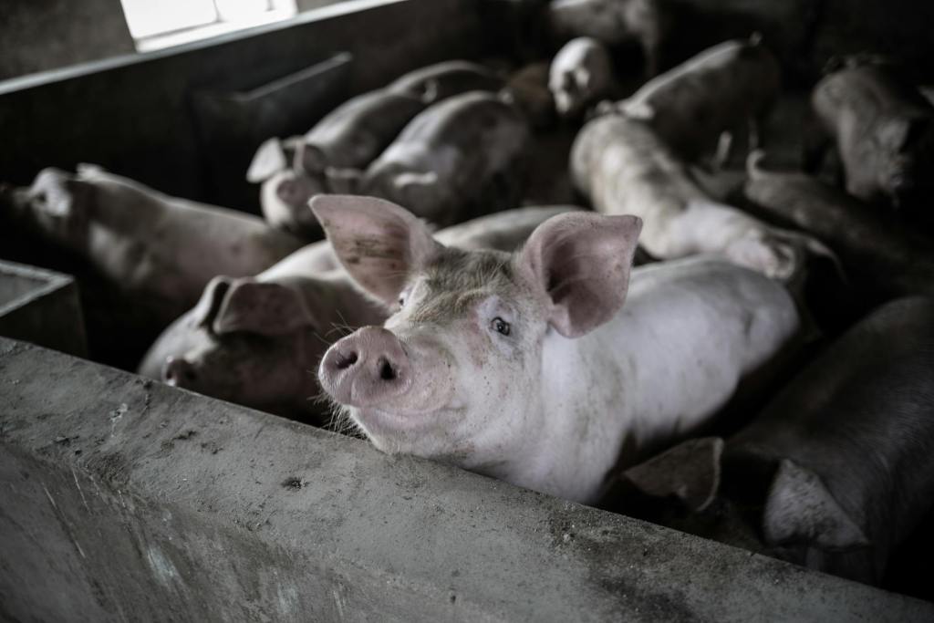 China’s pork import ban has no impact on Philippine trade