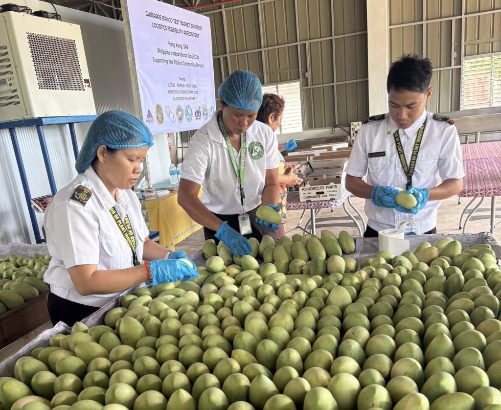 Guimaras mangoes shipped to Europe, Hong Kong in bid to expand export&nbsp;markets