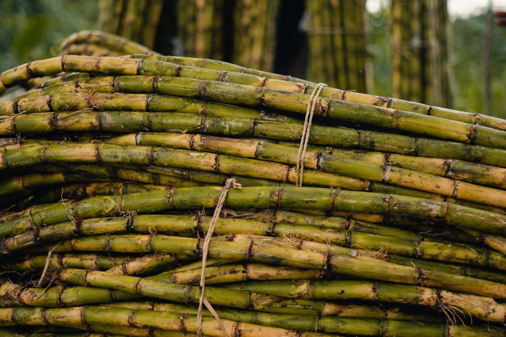 DA orders mass production of biocontrol agents vs sugarcane&nbsp;pest