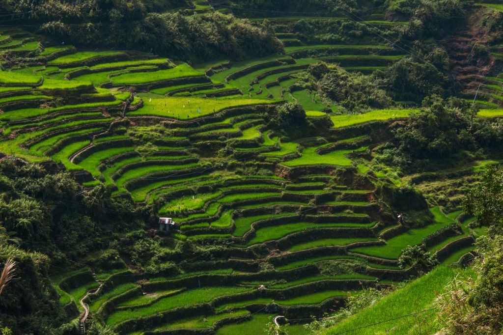 Climate, economic pressures push DA to boost Ifugao Rice Terraces protection