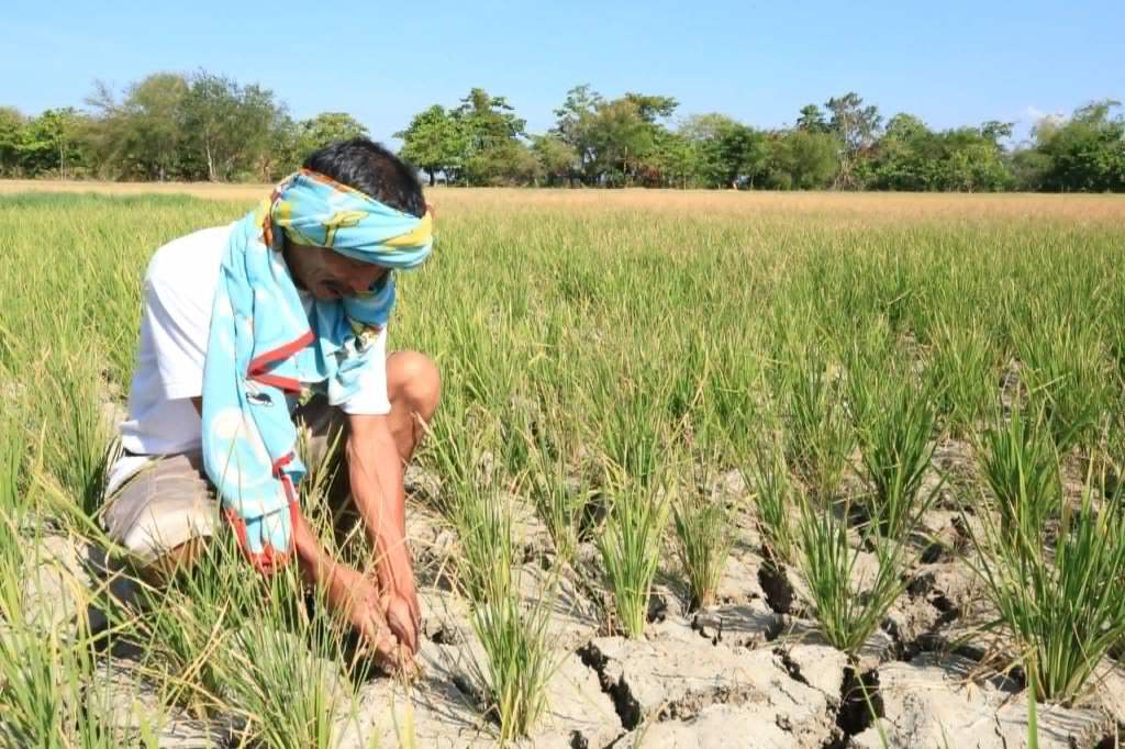 DA scrambles to shield food supply from another El Niño shock