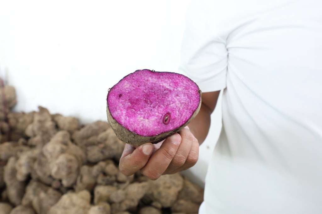 Ube boom hits a snag as planting material shortage halts exports