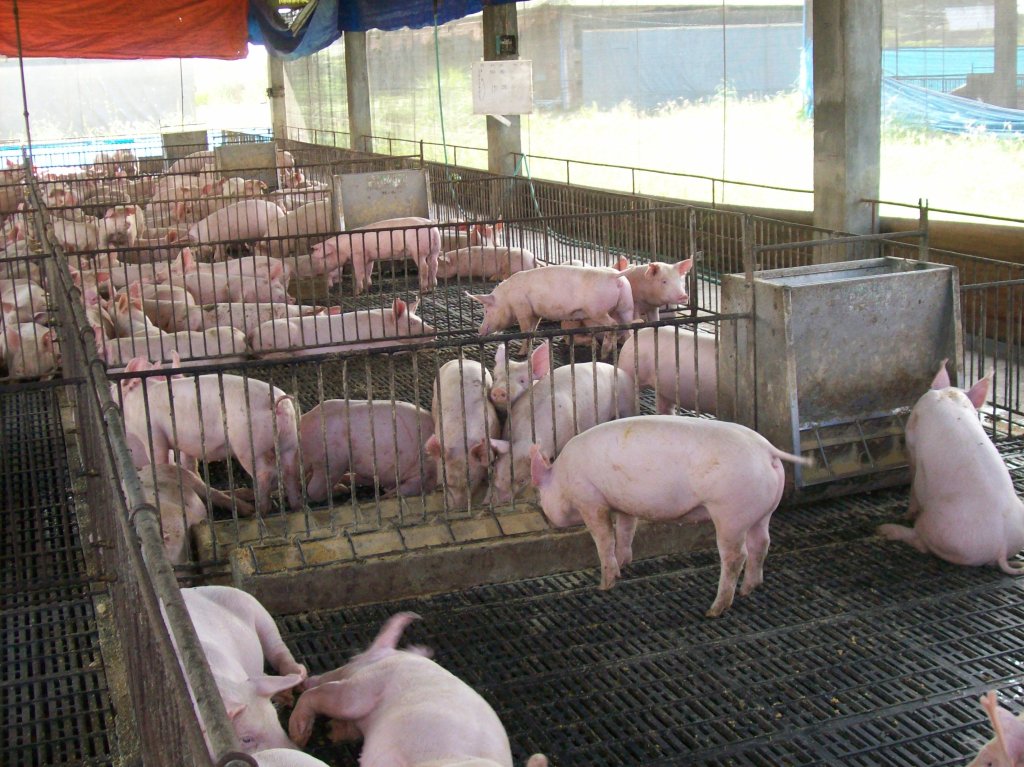 ASF fears spark hog sell-off as raisers race to beat outbreaks