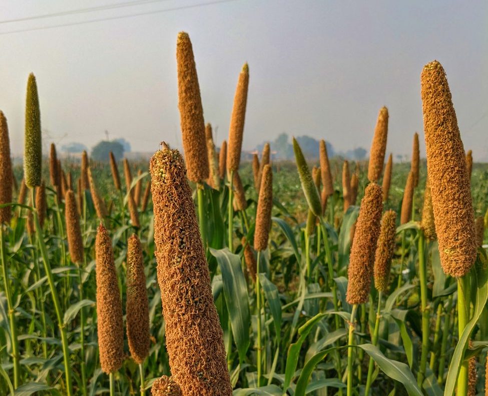 Corn under climate pressure; Agri turns to drought-tolerant millet
