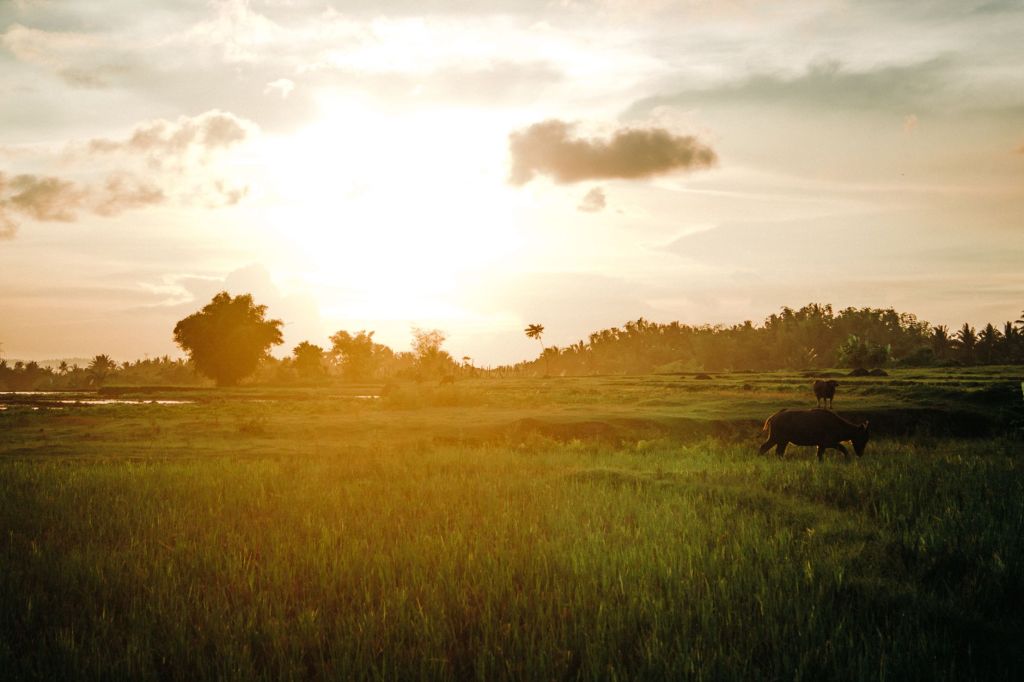 El Niño may intensify, rainfall deficits could worsen: PAGASA