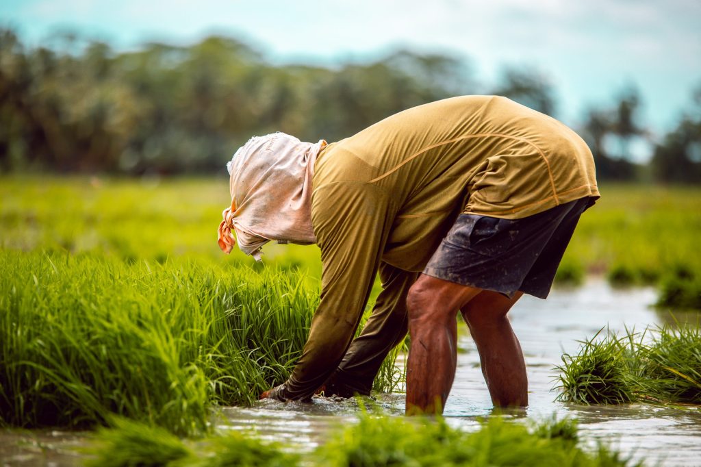 Philippine gov’t asks rice importers to ease&nbsp;off