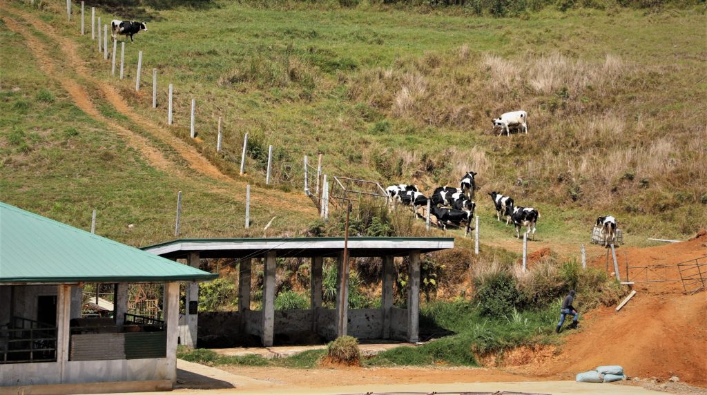 After 20-year legal battle, Philippine gov’t wins case over Baguio livestock center