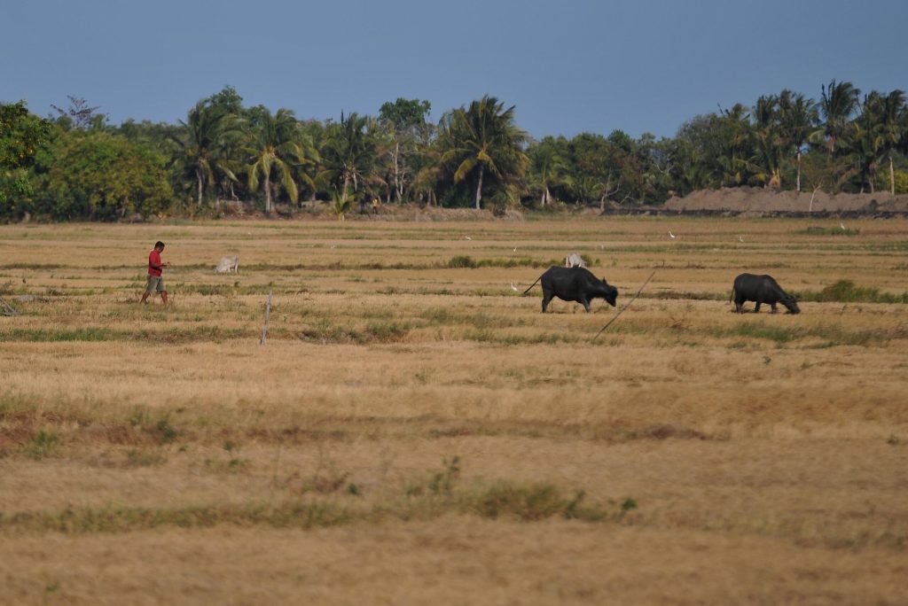 700,000-MT palay loss feared as Philippines braces for super-strong El Niño
